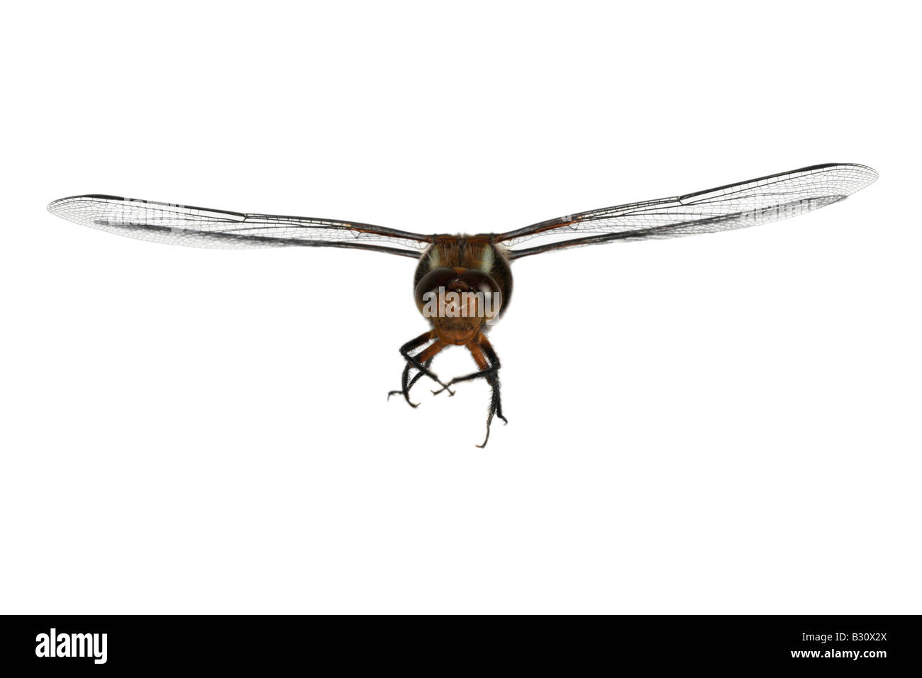 Libellula depressa, ampia corposo libellula, ampia corposo chaser Foto Stock