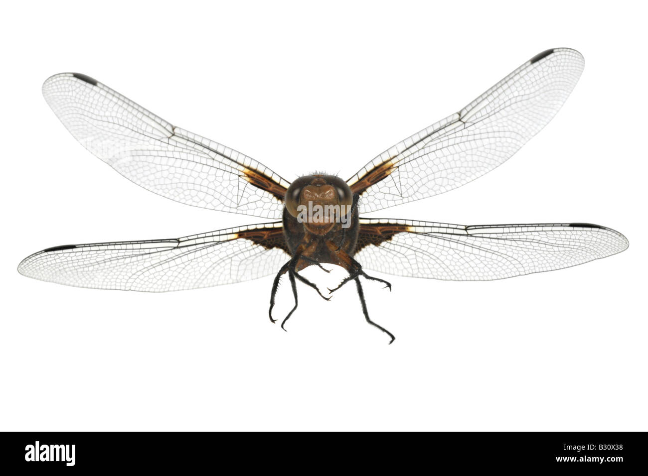 Libellula depressa, ampia corposo libellula, ampia corposo chaser Foto Stock