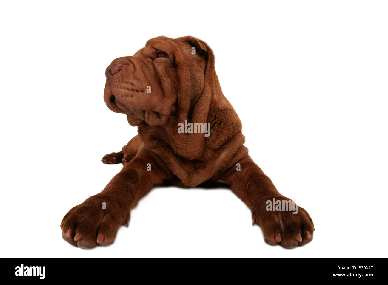 Shar Pei Sharpei, Canis lupus f. familiaris, Shar Pei, Shar-Pei cinese Foto Stock