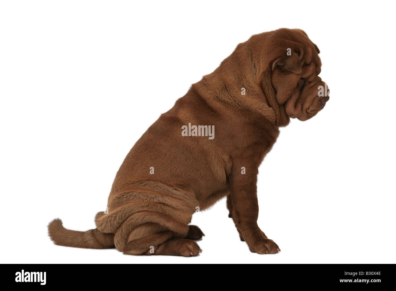 Shar Pei Sharpei, Canis lupus f. familiaris, Shar Pei, Shar-Pei cinese Foto Stock