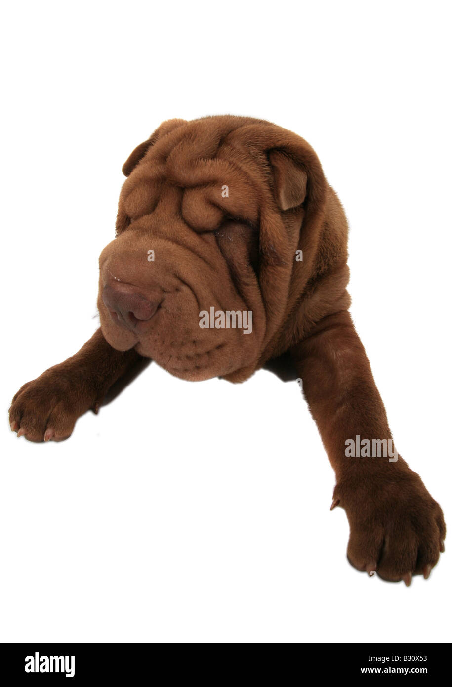 Shar Pei Sharpei, Canis lupus f. familiaris, Shar Pei, Shar-Pei cinese Foto Stock