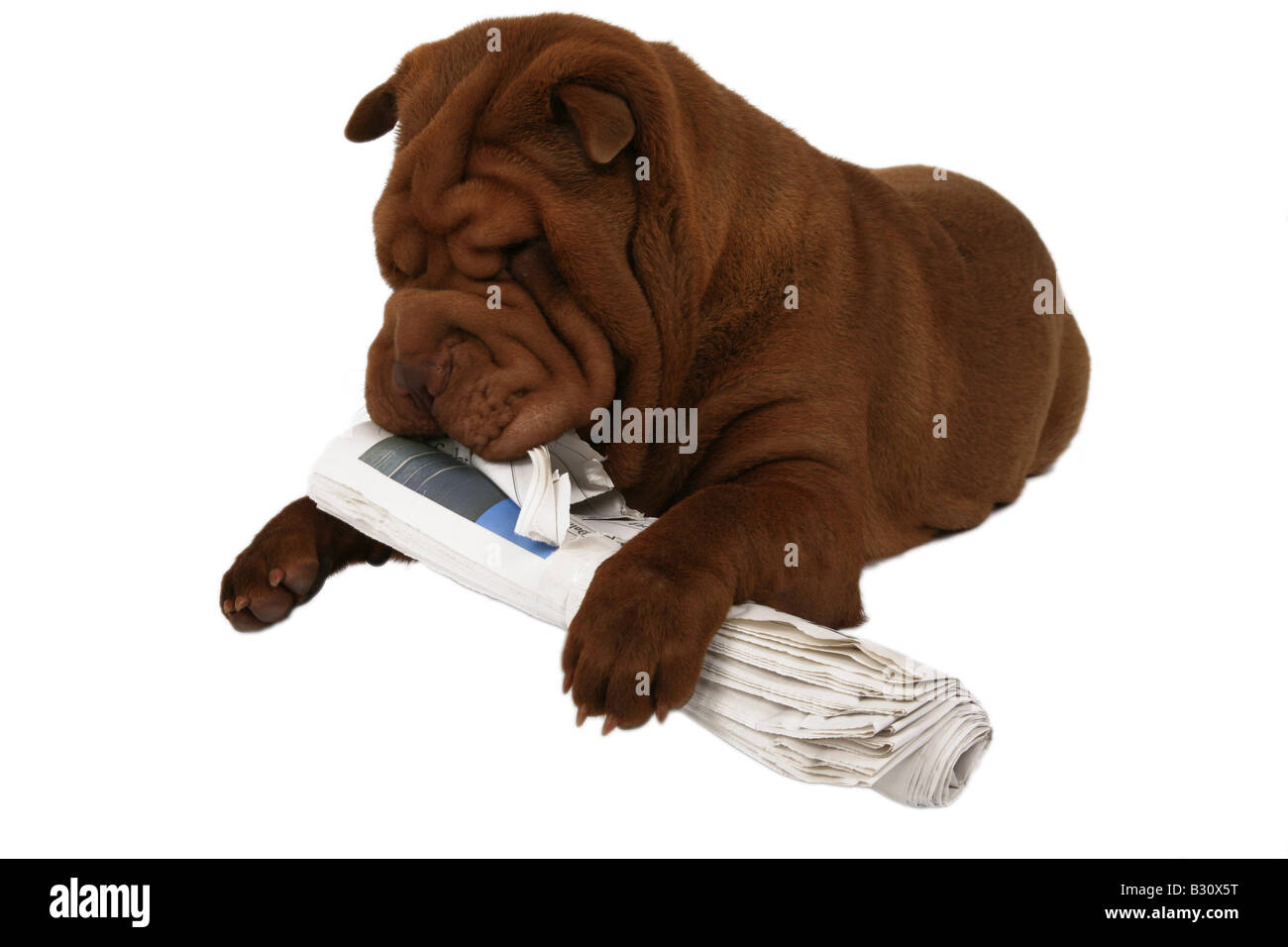 Shar Pei Sharpei, Canis lupus f. familiaris, Shar Pei, Shar-Pei cinese Foto Stock