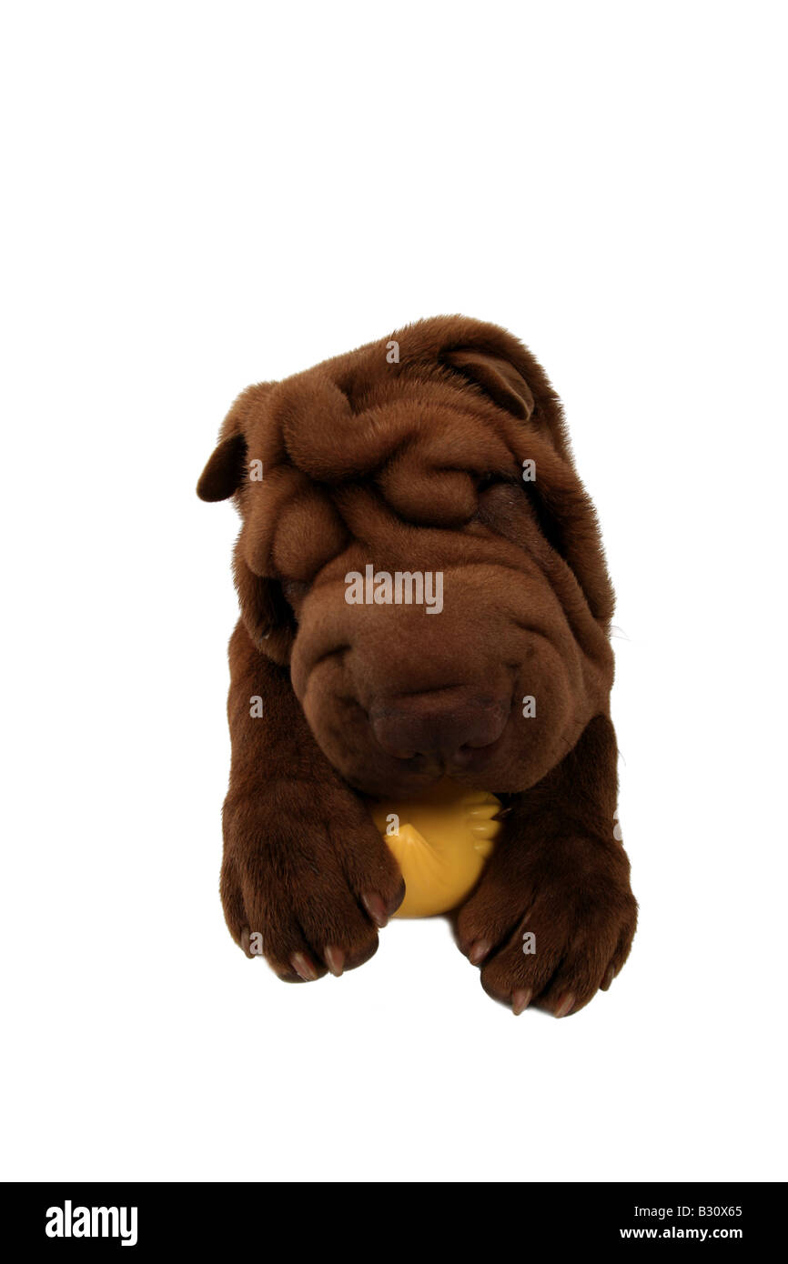 Shar Pei Sharpei, Canis lupus f. familiaris, Shar Pei, Shar-Pei cinese Foto Stock