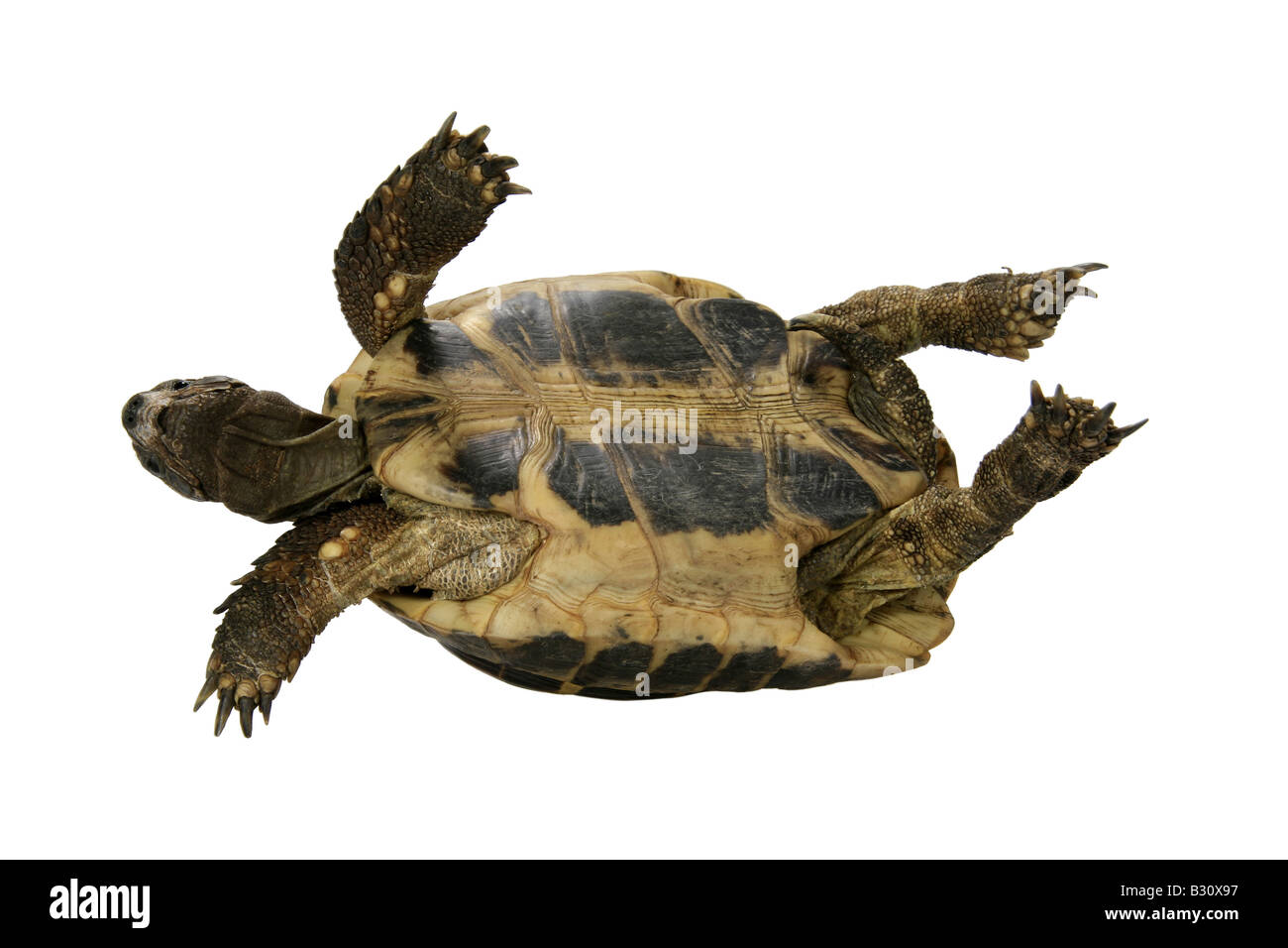 Testudo hermanni boettgeri, Hermanns tartaruga, tartaruga greca, Boettgers tartaruga Foto Stock