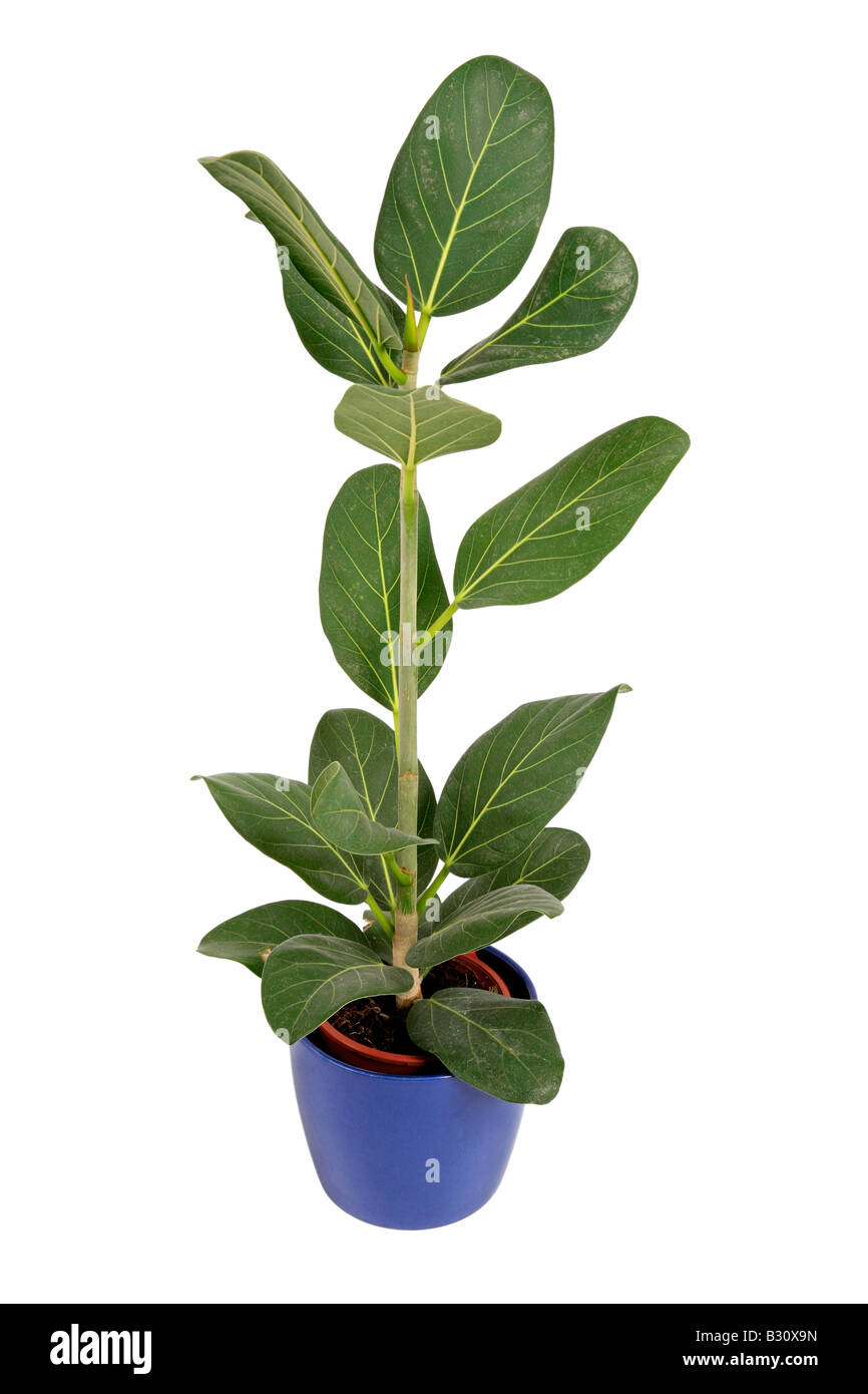 Ficus Audry, Ficus 'Audry', Ficus Audry, impianto di gomma Foto Stock