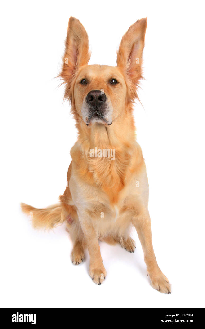 Il Golden Retriever Foto Stock