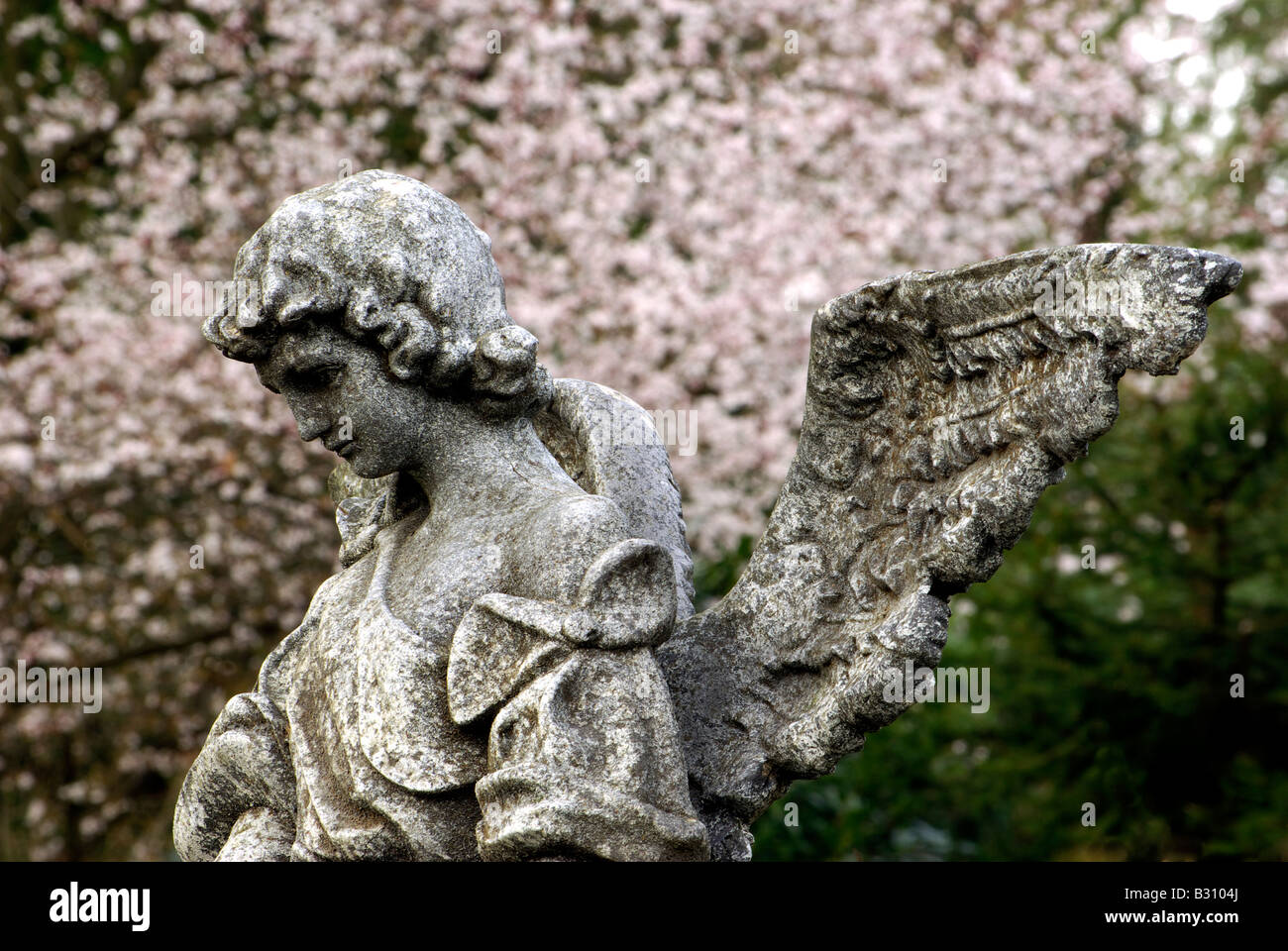 Weathered angelo scultura in piedi contro uno sfondo di fiori di ciliegio Foto Stock