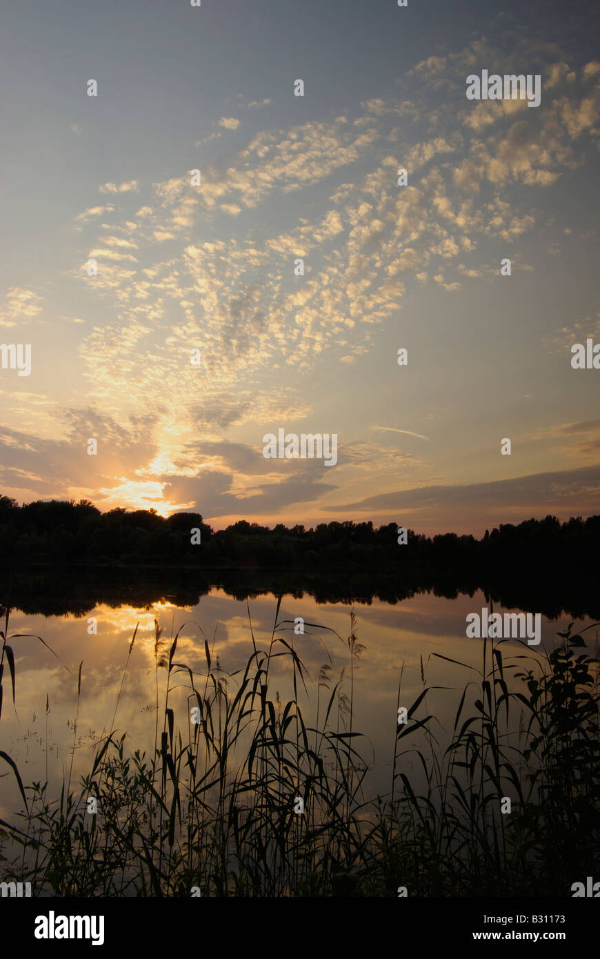 Tramonto riflesso in un lago con ance Phragmites australis (Cav.)Trin. (P. communis L.) Foto Stock