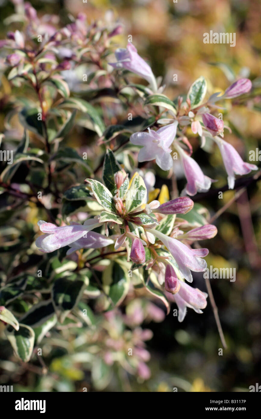 ABELIA X GRANDIFLORA HOPLEYS Foto Stock