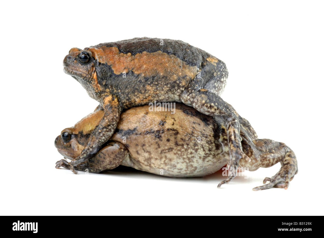 Kaloula pulchra, chubby rana, asiatici rana verniciato Foto Stock