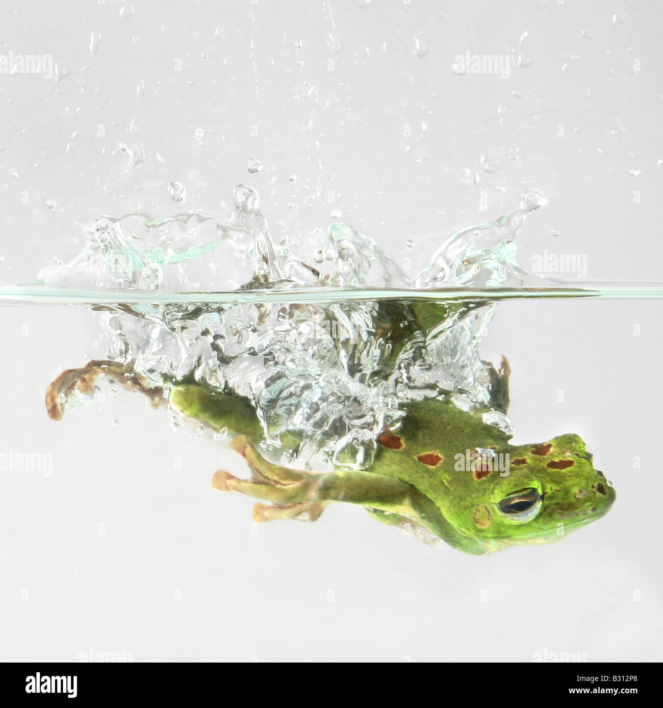 Rana degli alberi del vecchio mondo immagini e fotografie stock ad alta