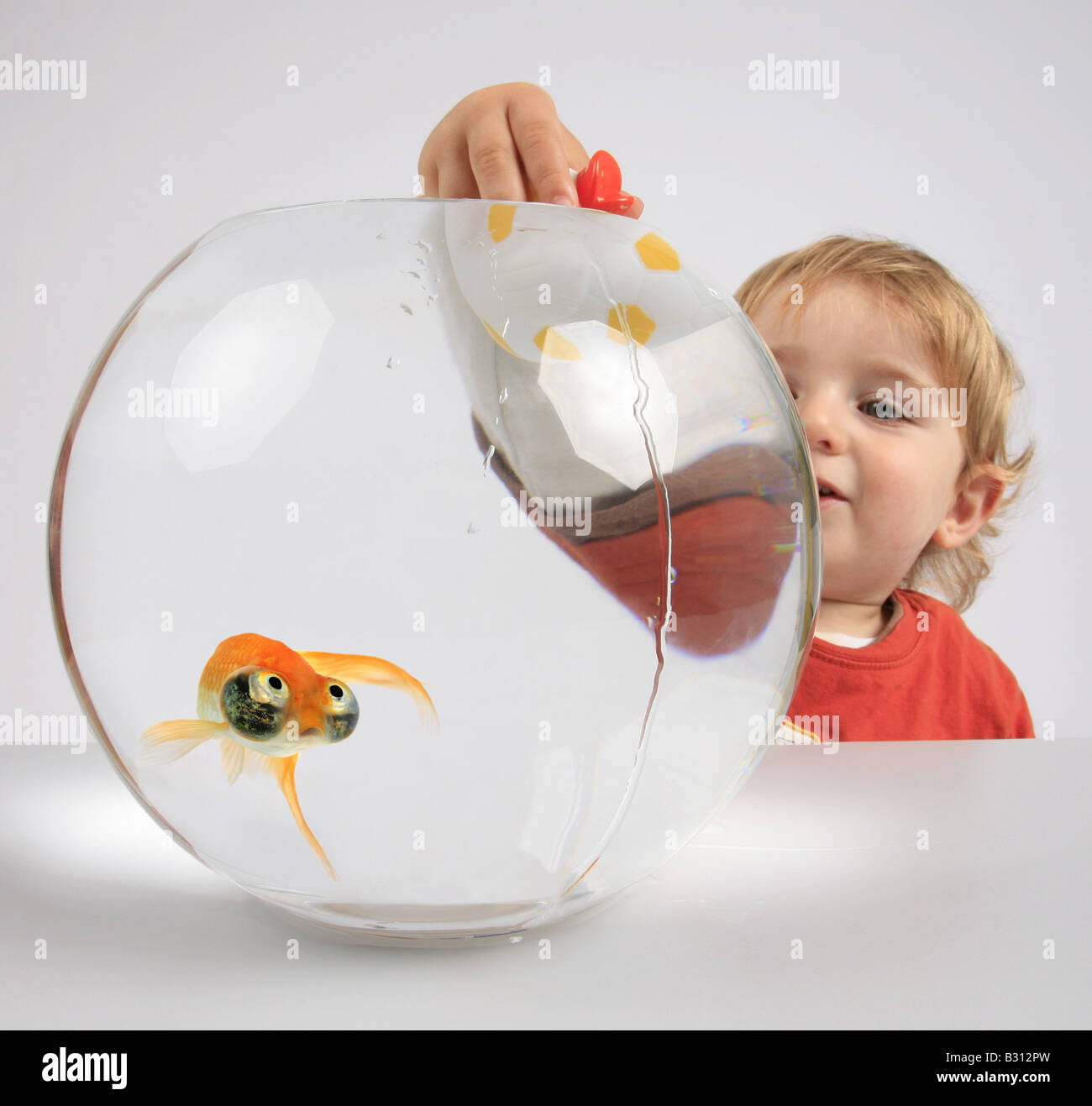 Celesti, Carassius auratus, goldfish, carpa comune, occhio celeste goldfish, celesti Foto Stock