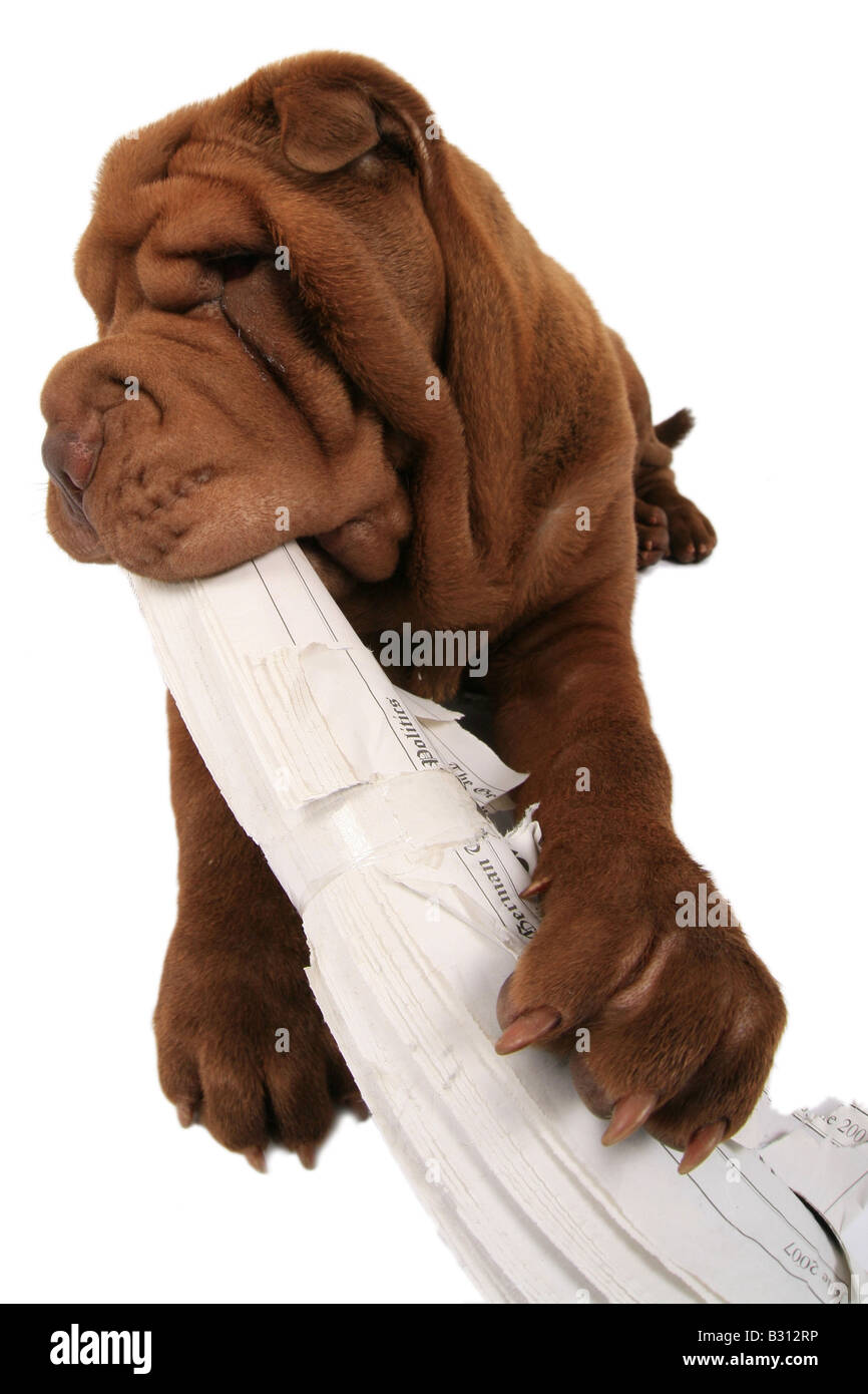 Shar Pei Sharpei, Canis lupus f. familiaris, Shar Pei, Shar-Pei cinese Foto Stock