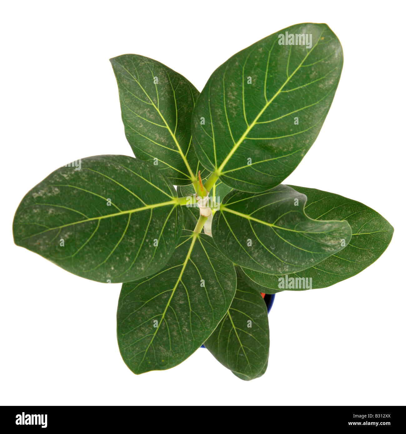 Ficus Audry, Ficus 'Audry', Ficus Audry, impianto di gomma Foto Stock