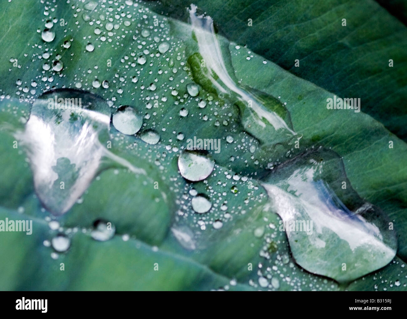 Le gocce di pioggia e di riflessioni su una foglia di Hosta Foto Stock