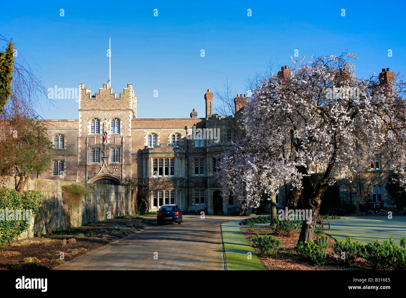 Molla albero ciliegio Jesus College University of Cambridge City Cambridgeshire England Regno Unito Regno Unito Foto Stock