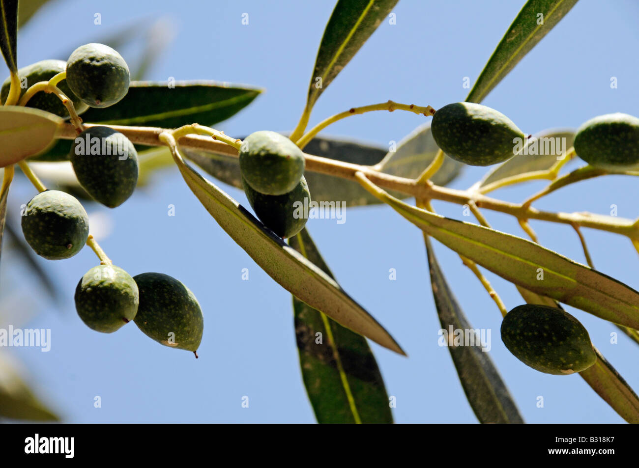 Albero di olivo con olive Foto Stock