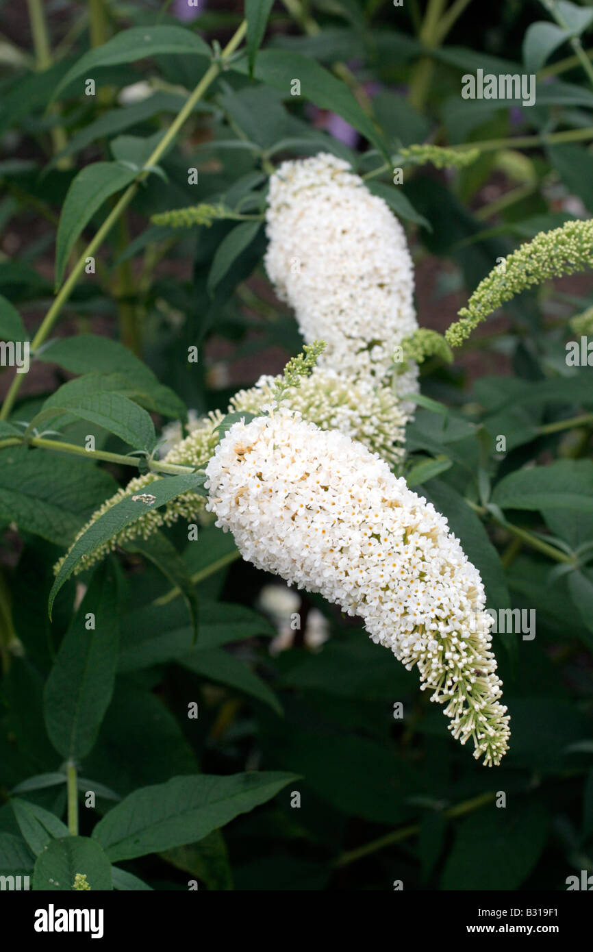 BUDDLEJA DAVIDII ali bianche Foto Stock