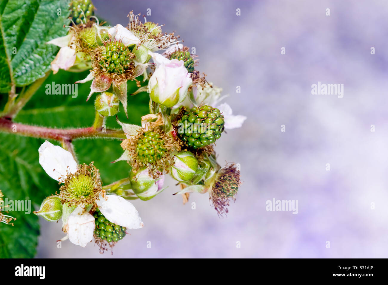 Blackberry fiori e verde more close up foto Foto Stock
