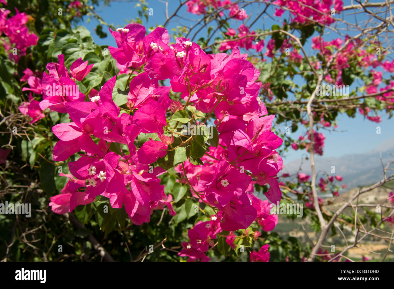 Il Bougainvillea spectabilis: Creta, verso la fine di luglio Foto Stock