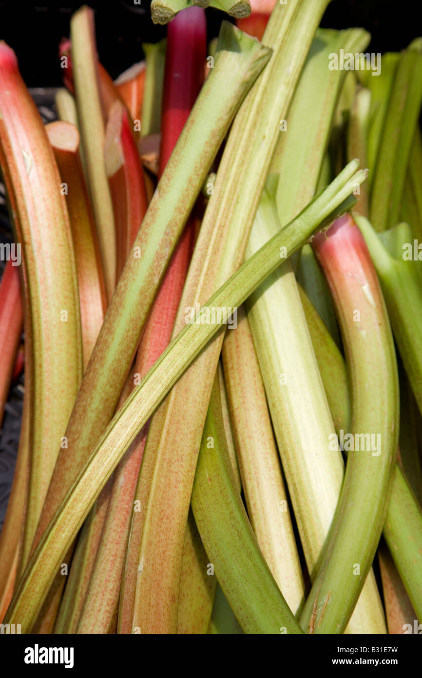 Rabarbaro Foto Stock