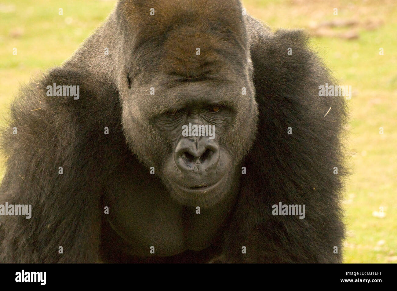 Voce maschile argento Gorilla indietro Foto Stock