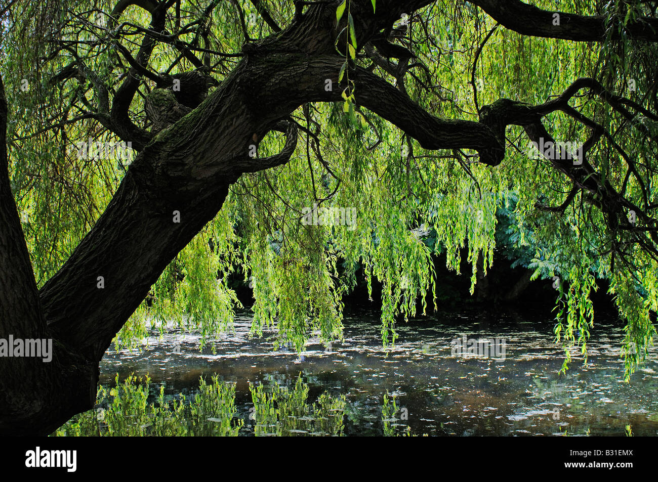 Willow Tree Syon Park Isleworth Middlesex Londra esterna Foto Stock