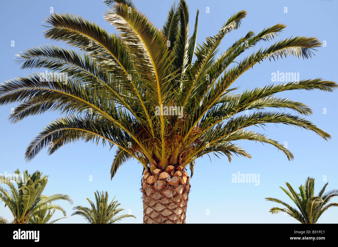 PALMA DA DATTERO Foto Stock