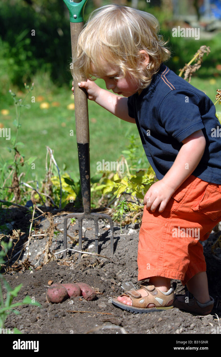 Bambino contribuendo a scavare fino le patate in un giardino Foto Stock