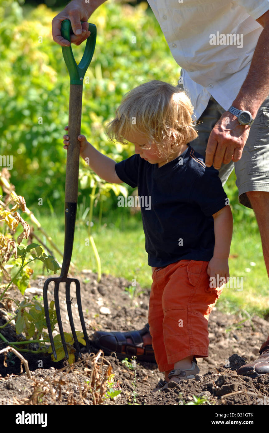 Bambino contribuendo a scavare fino le patate in un giardino Foto Stock
