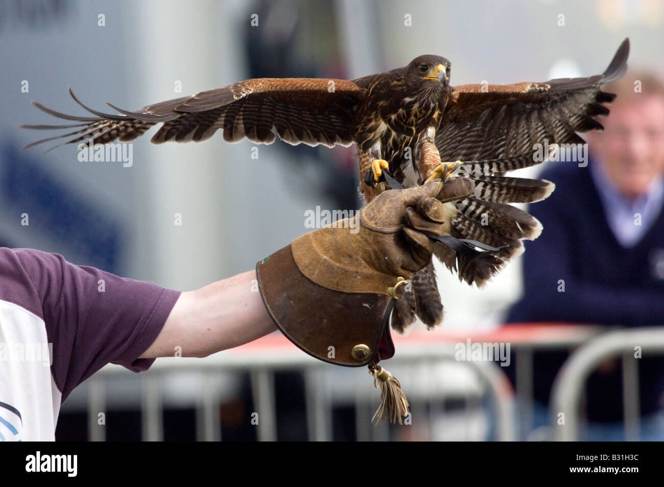 Harris Hawk atterraggio sul guanto falconieri durante la visualizzazione di falconeria Foto Stock