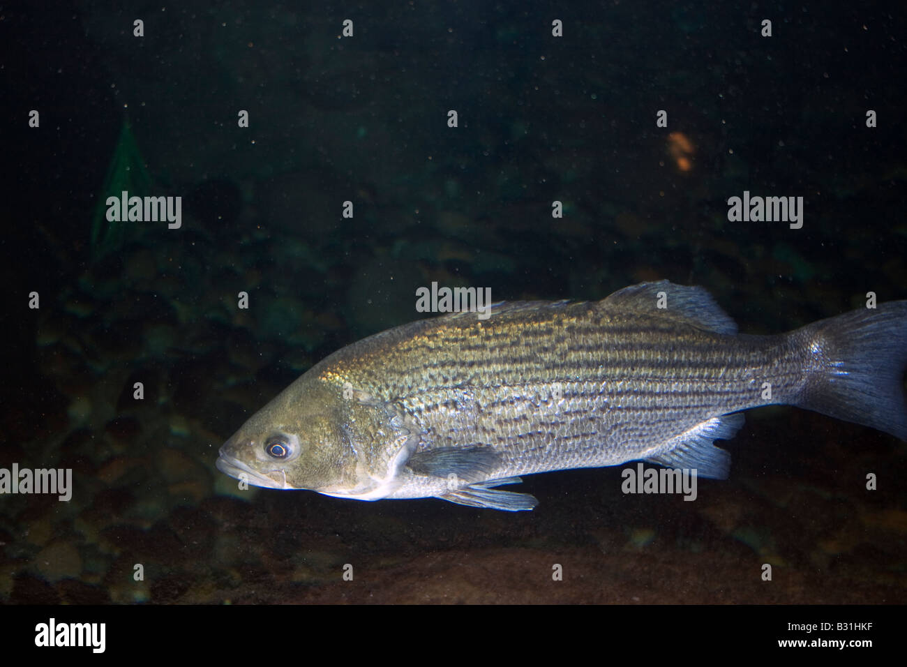 Pesci, piccola bocca bass, nel serbatoio di acqua fresca. Foto Stock