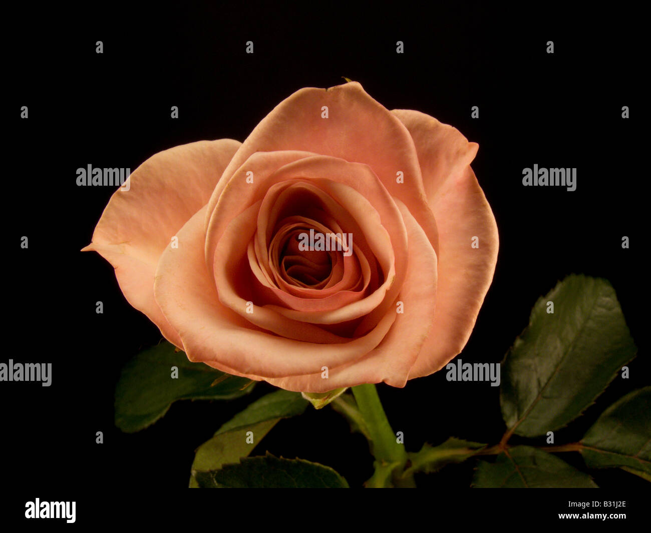 Unico Peach Rose su sfondo nero Foto Stock