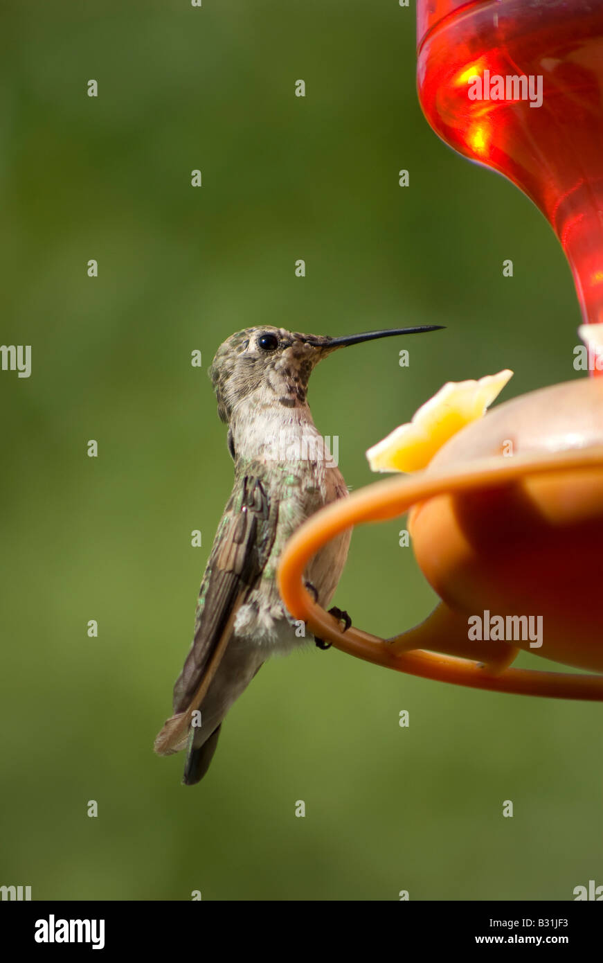 Appollaiato hummingbird alimentatore a Foto Stock