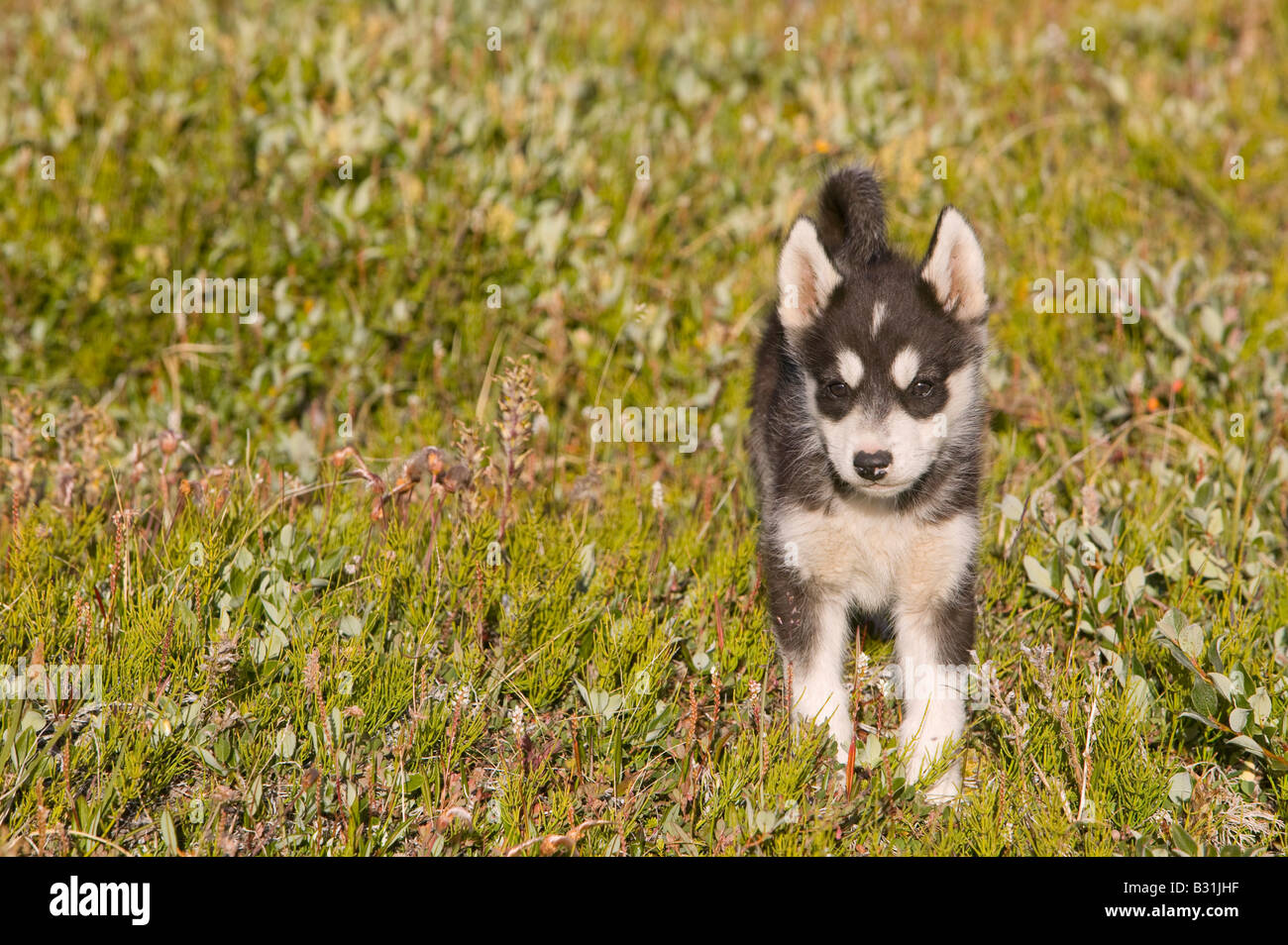 Inuit Sled Dog cuccioli di husky ad Ilulissat in Groenlandia Foto Stock