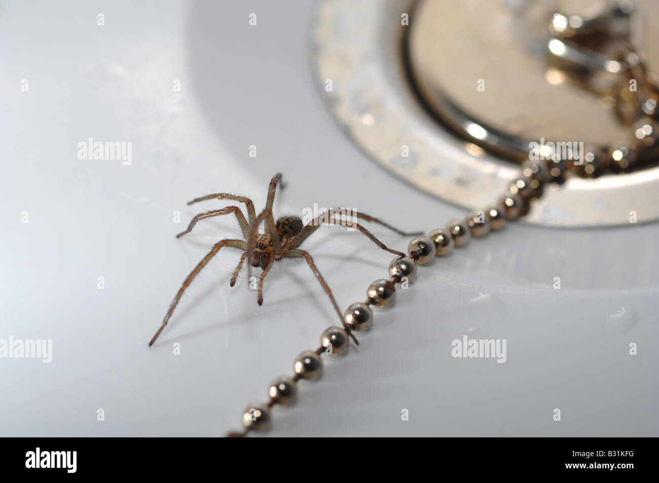 Ragno in bagno, "casa" spider da plug in vasca da bagno Foto Stock