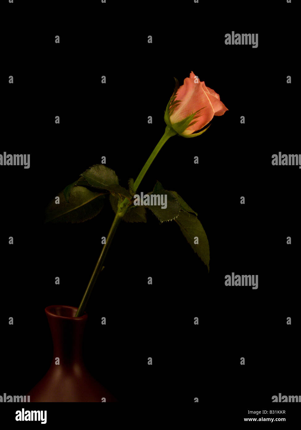 Unico Peach Rose su sfondo nero Foto Stock