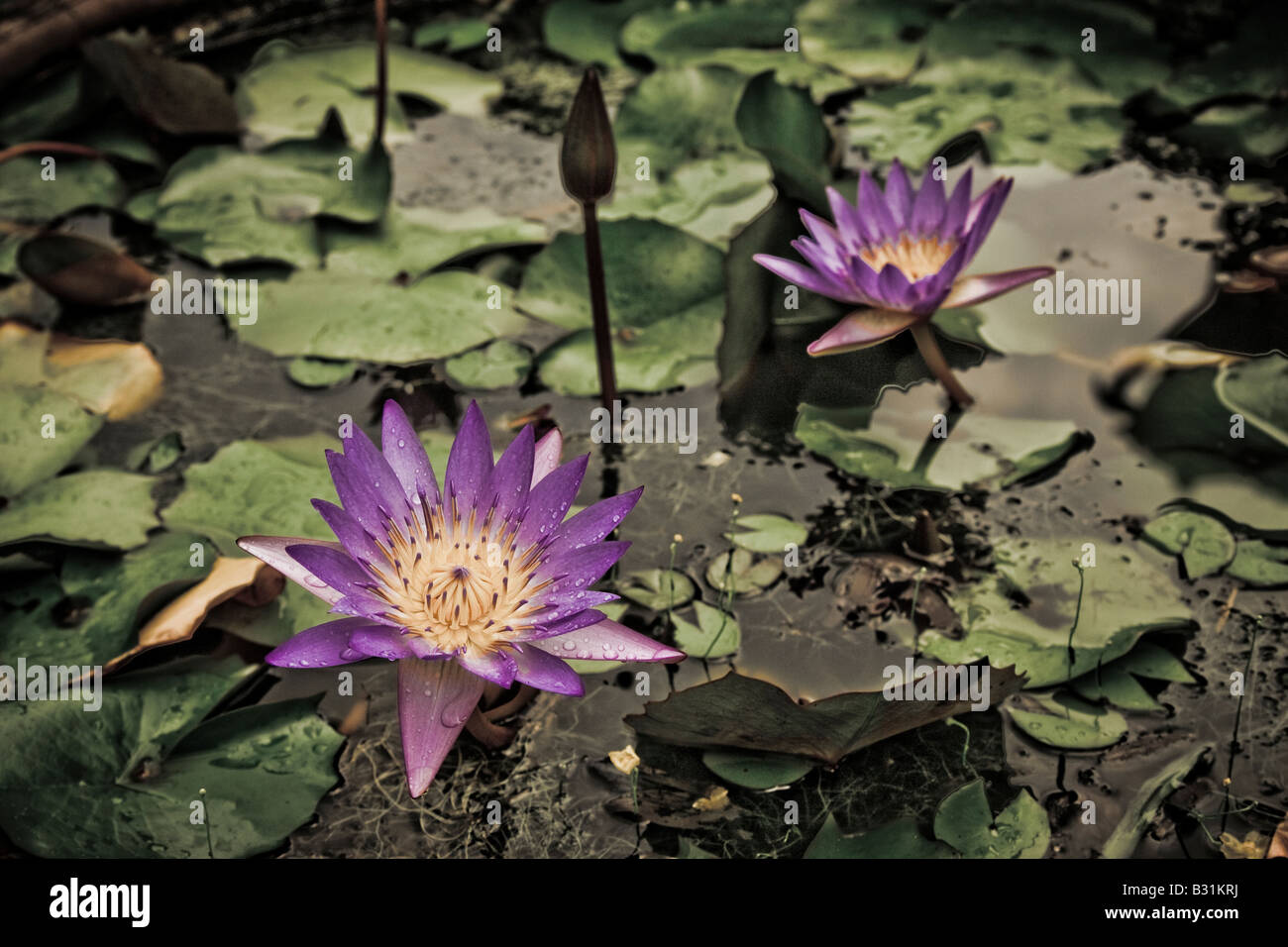 Waterlilies con un oscuramento moody effetto Foto Stock
