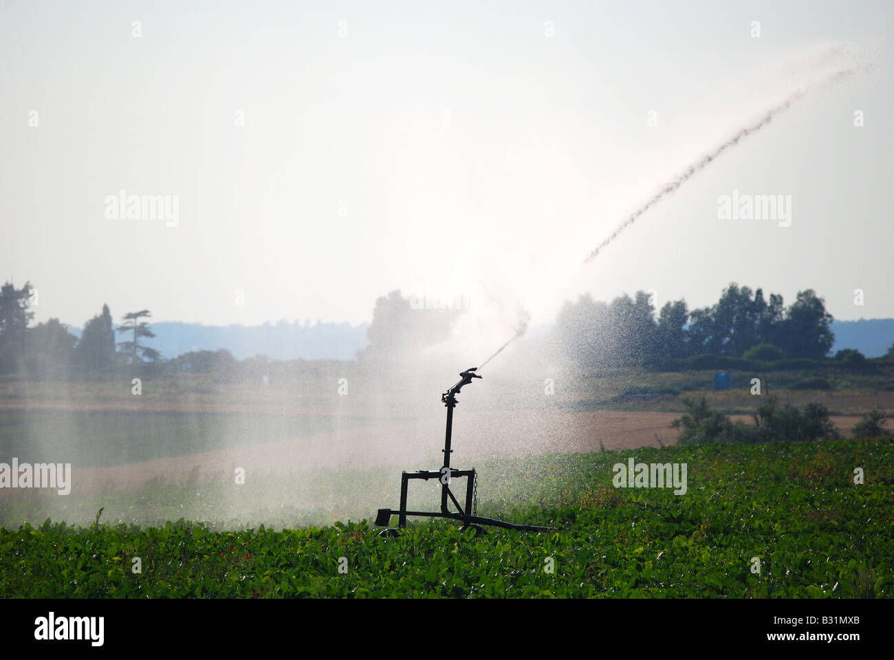 Acqua irrigua sprinkler nel campo, Mistley, Tendring District, Essex, Inghilterra, Regno Unito Foto Stock