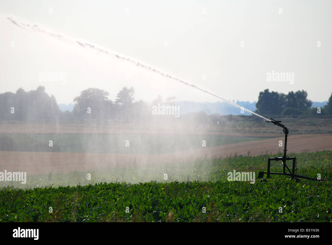 Acqua irrigua sprinkler nel campo, Mistley, Tendring District, Essex, Inghilterra, Regno Unito Foto Stock
