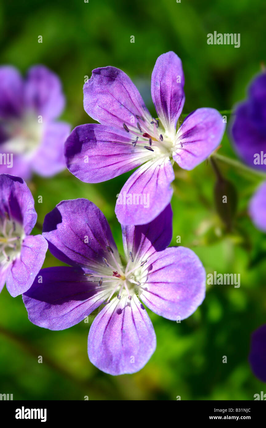 Legno alpino Cranesbill [Geranium sylvaticum]. Alpi bernesi, Svizzera Foto Stock