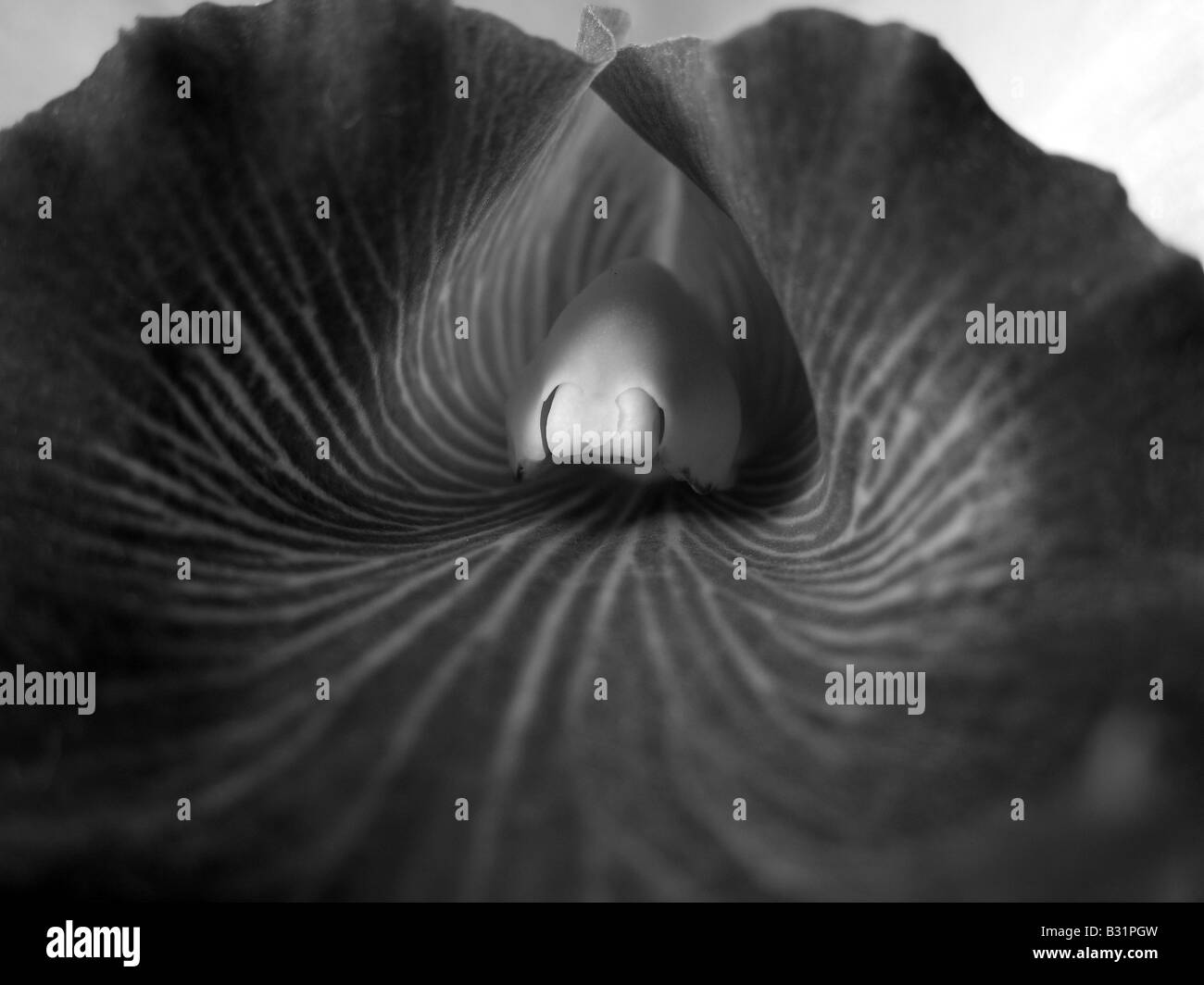 Close up nero e wthite Cattleya Alma kee Tipmalee FCC Foto Stock