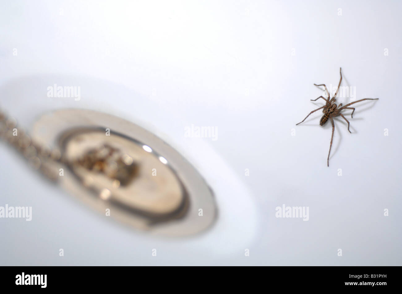 Ragno in bagno, "casa" spider da plug in vasca da bagno Foto Stock