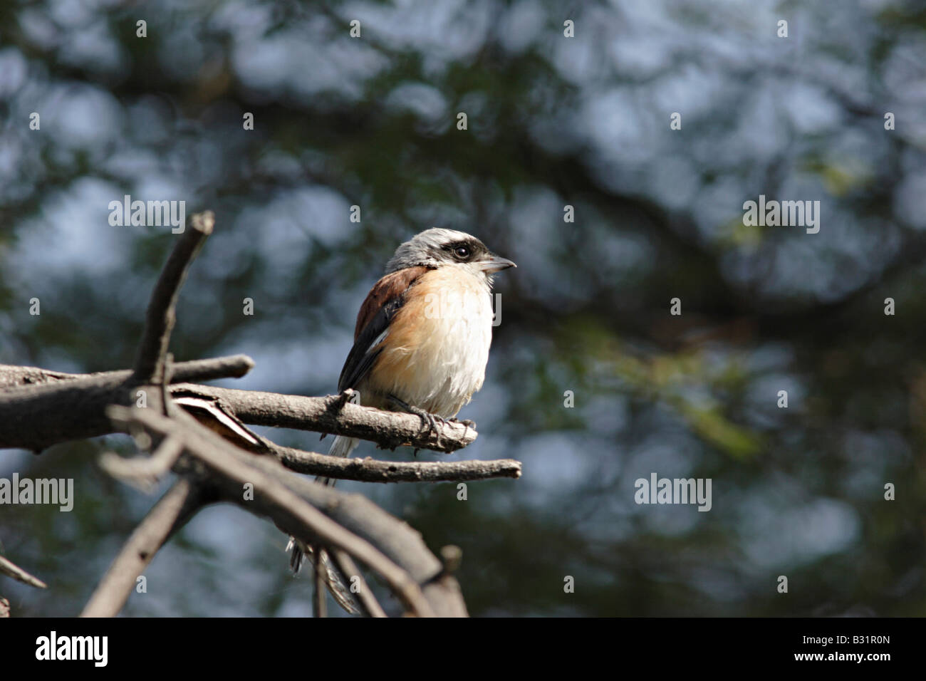 Il Long-tailed Shrike o Rufous-backed Shrike (Lanius schach) è un membro della famiglia di uccelli Laniidae, il shrikes. Foto Stock