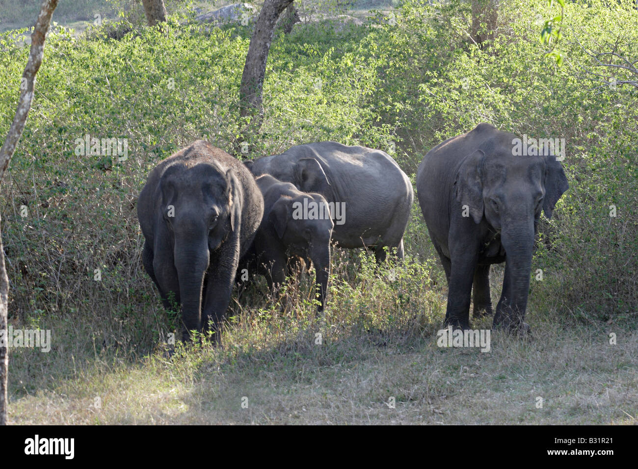 L'Asiatico o Elefante asiatico (Elephas maximus), a volte noto con il nome di uno dei suoi sottospecie Foto Stock