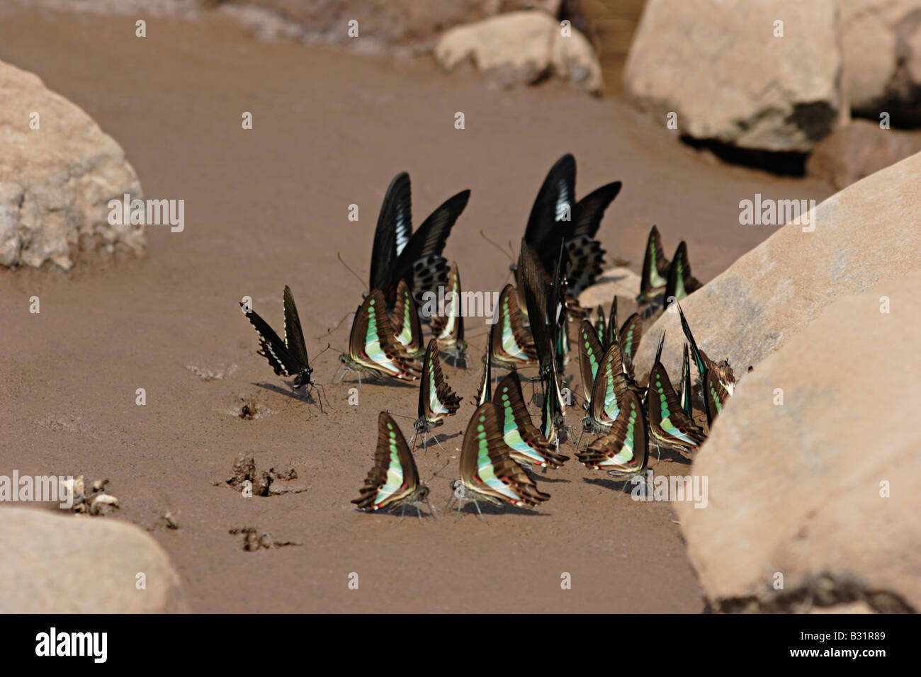 Comune di Jay (Graphium doson) nero, Papilionidae tropicale a coda di rondine a farfalla blu pallido semi-trasparente ala centrale bande Foto Stock