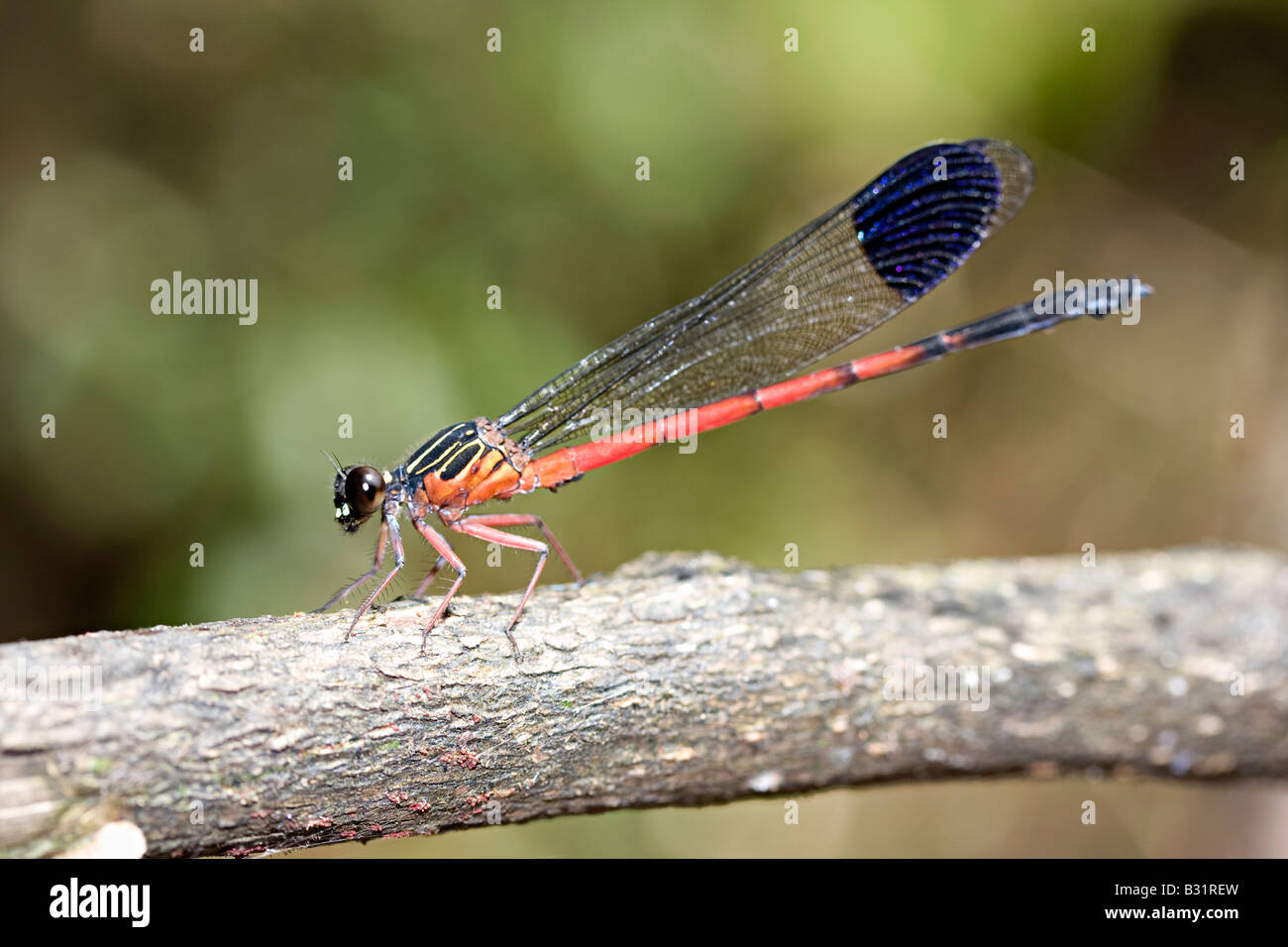 Il Damselfly (Sottordine Zygoptera) è un insetto nell'ordine Odonati. Foto Stock