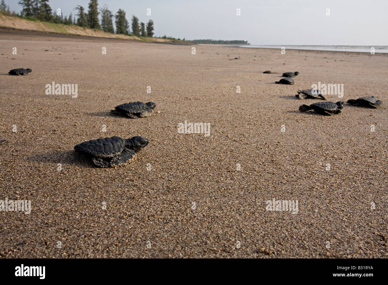Le Olive Ridley (Lepidochelys olivacea). Foto Stock