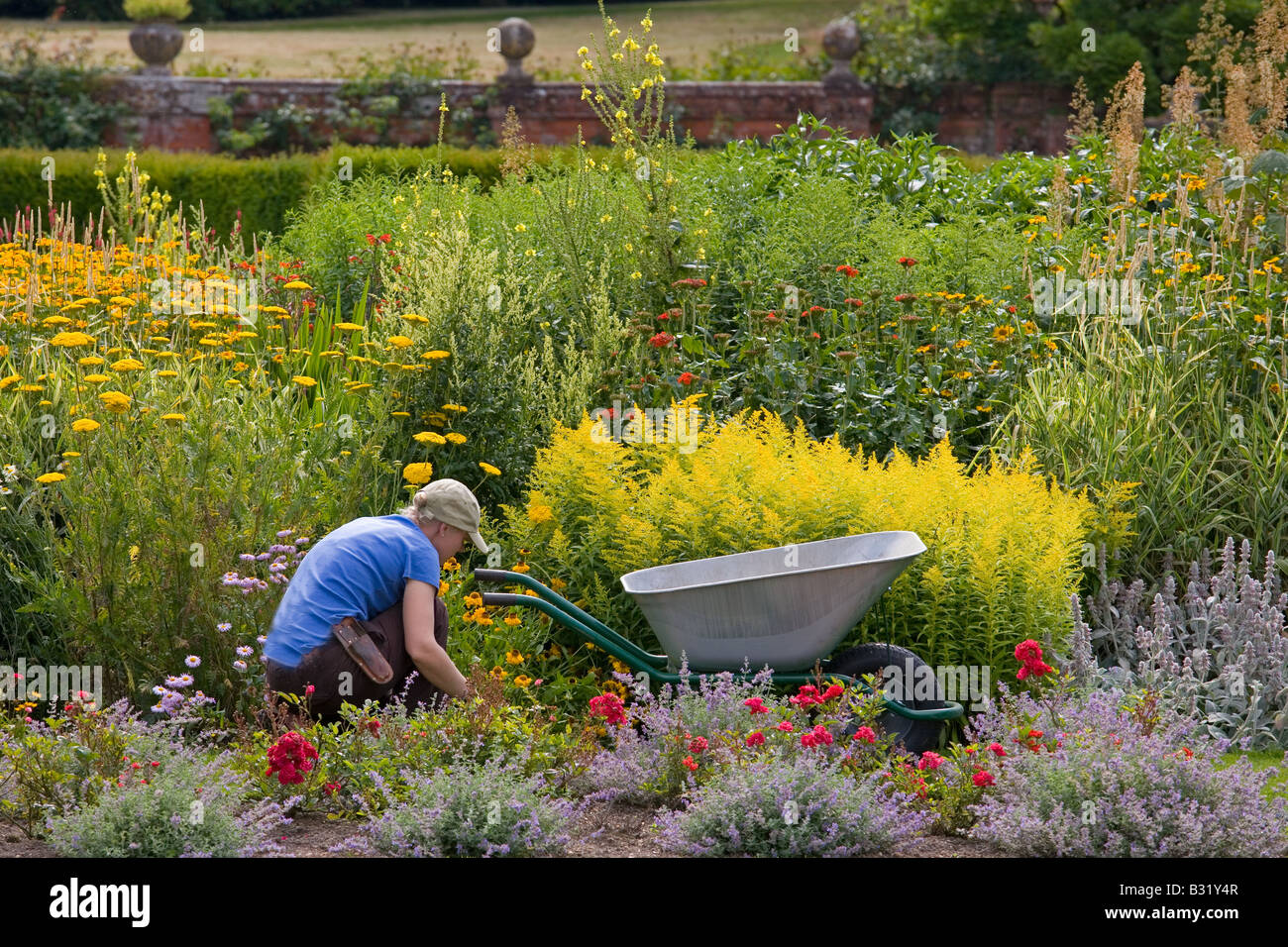Signora giardiniere al lavoro con ruota di barrow in fiore Border Norfolk UK Luglio Foto Stock