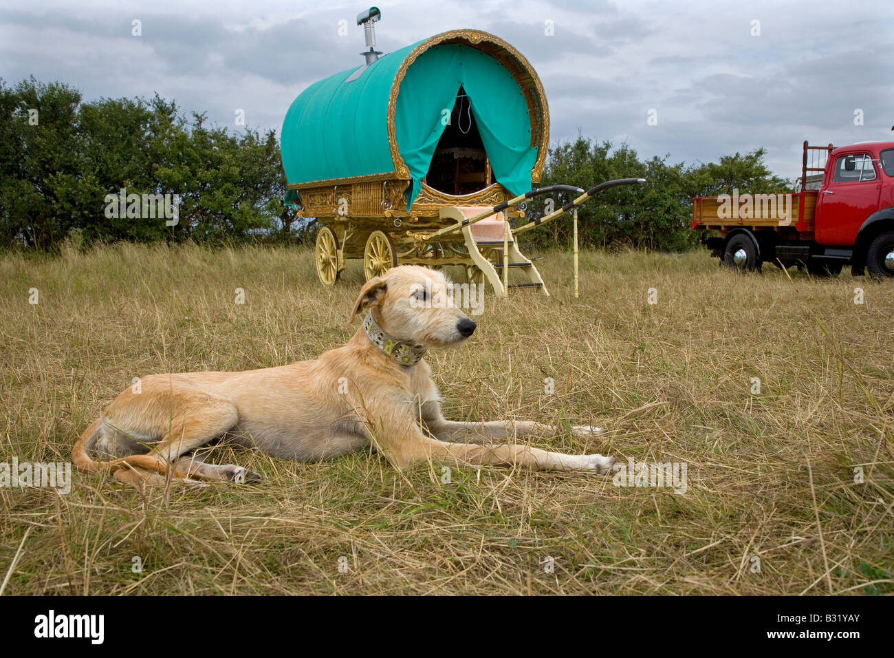 Cane da frusta in un tradizionale Romany Camp Salthouse Norfolk agosto Foto Stock